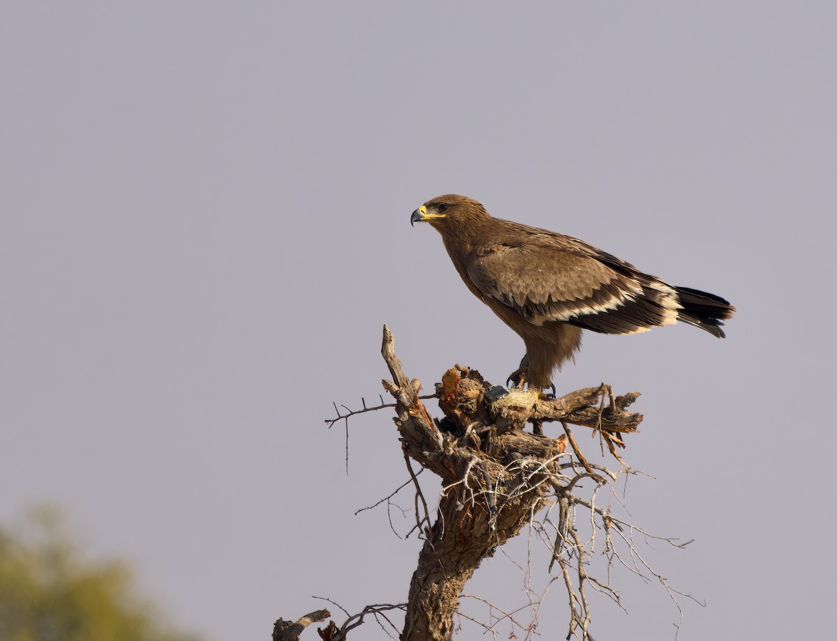 Aigle des steppes - ML613408874