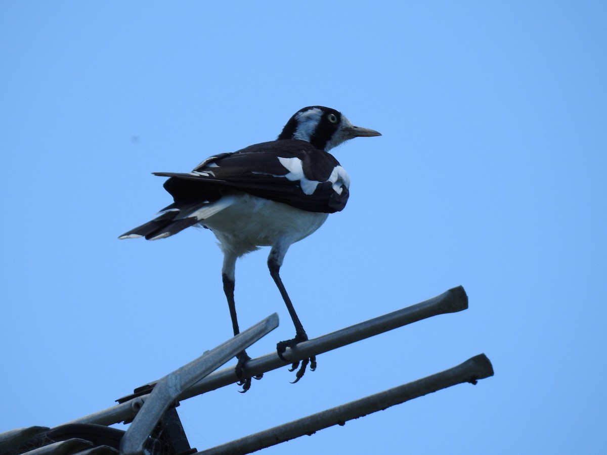 Magpie-lark - ML613408875