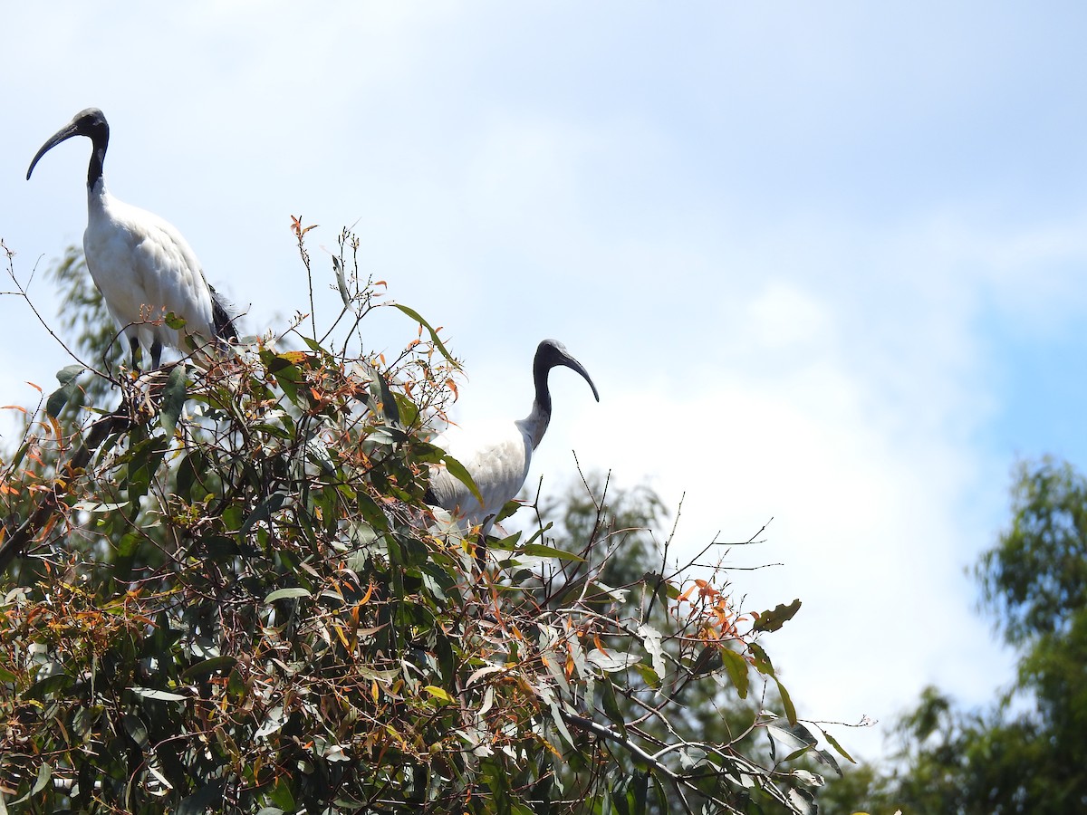 Ibis à cou noir - ML613408931