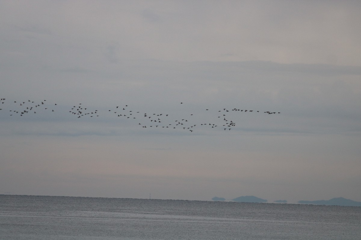 dabbling duck sp. - Aline Horikawa