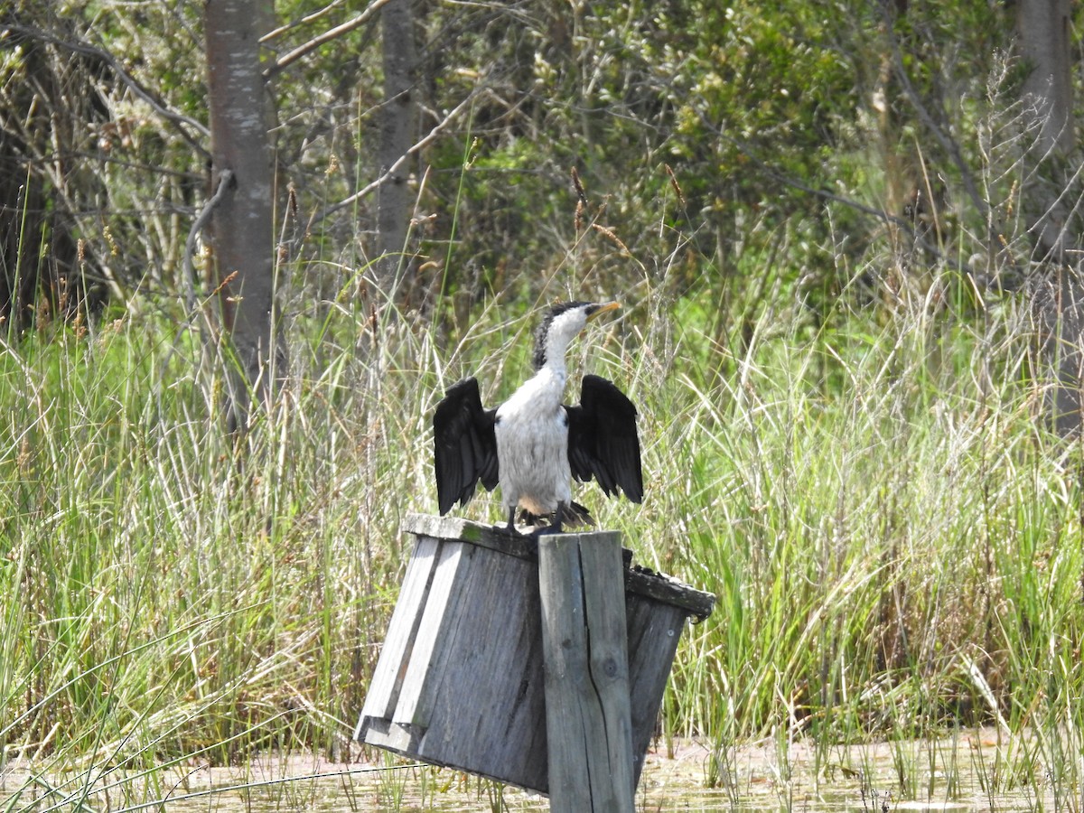 Little Pied Cormorant - ML613408951