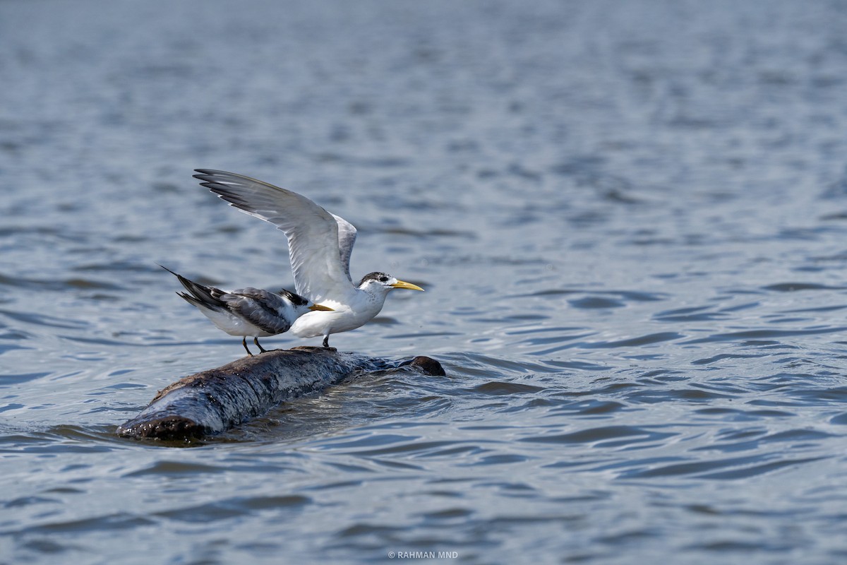 Great Crested Tern - ML613408956