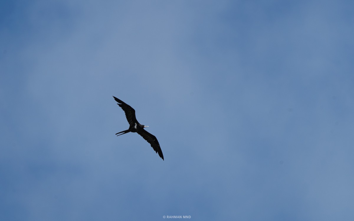 Lesser Frigatebird - ML613408959