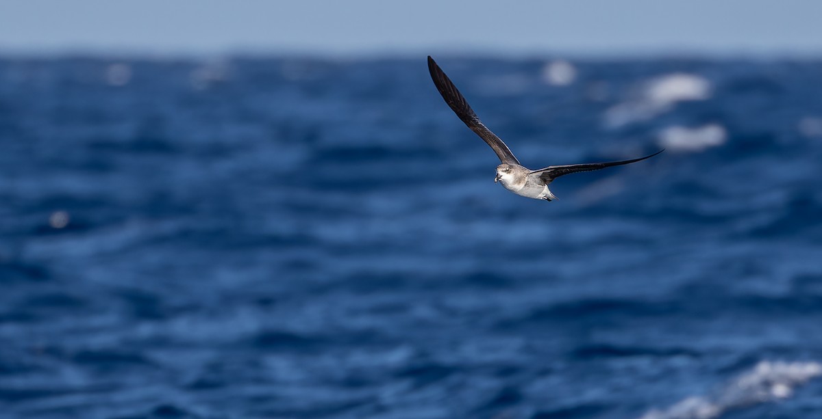 Fea's Petrel (Desertas) - ML613408960