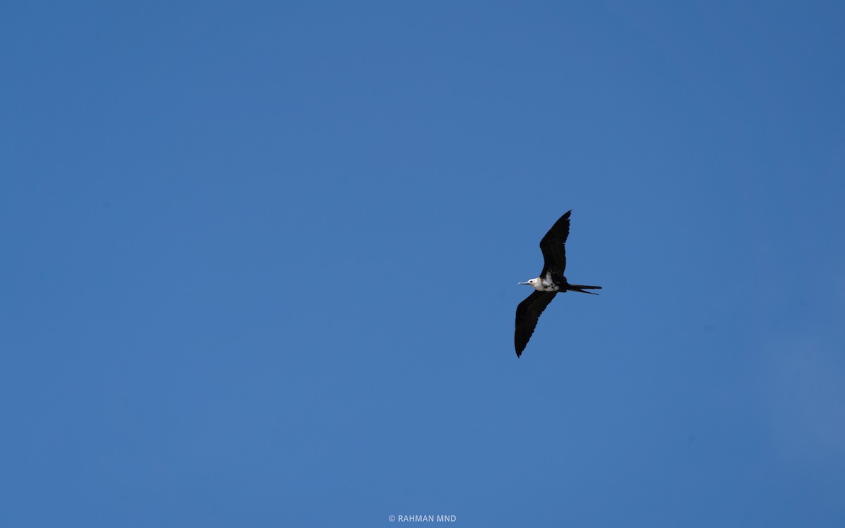 Lesser Frigatebird - ML613408984