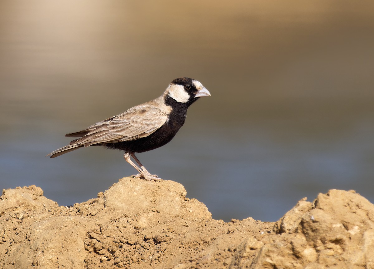 Black-crowned Sparrow-Lark - ML613408985