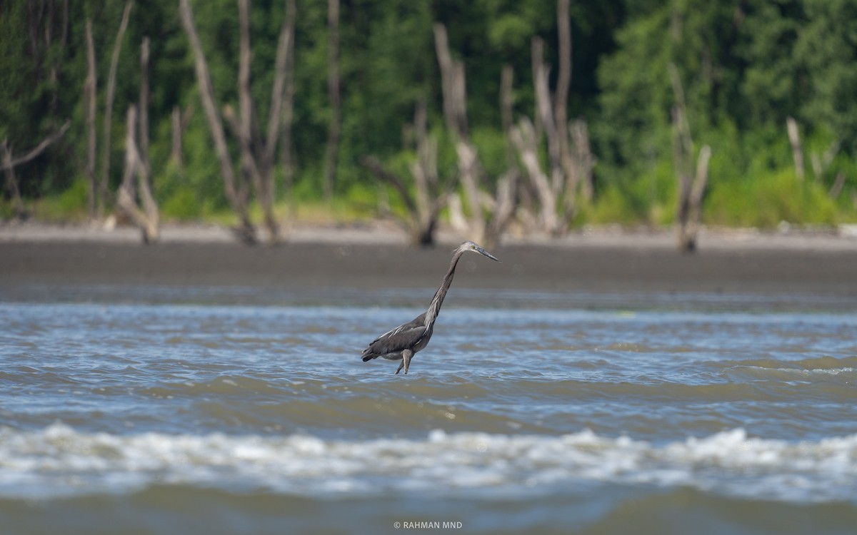 Great-billed Heron - ML613408987