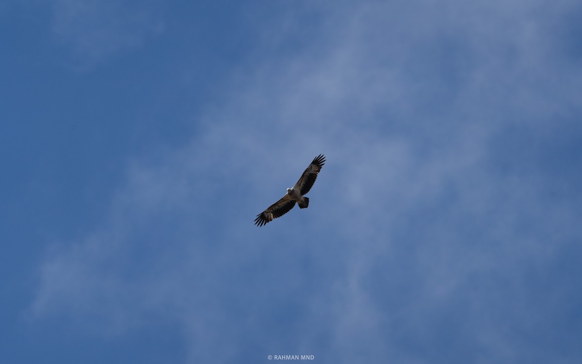 White-bellied Sea-Eagle - ML613409039