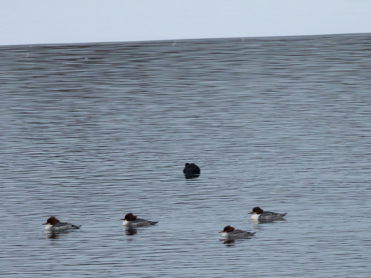 Common Merganser - ML613409063