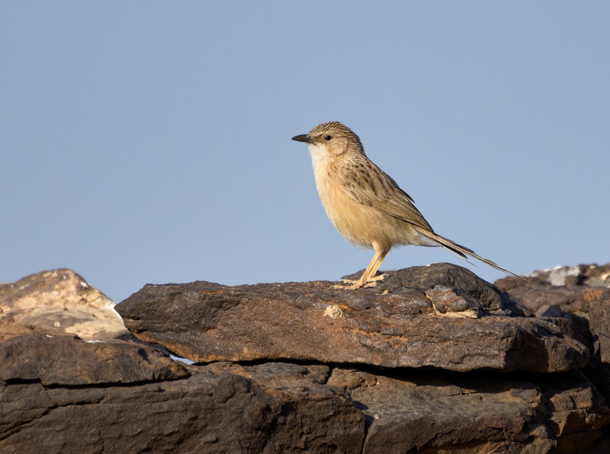 Delicate Prinia - Andrew Wilson