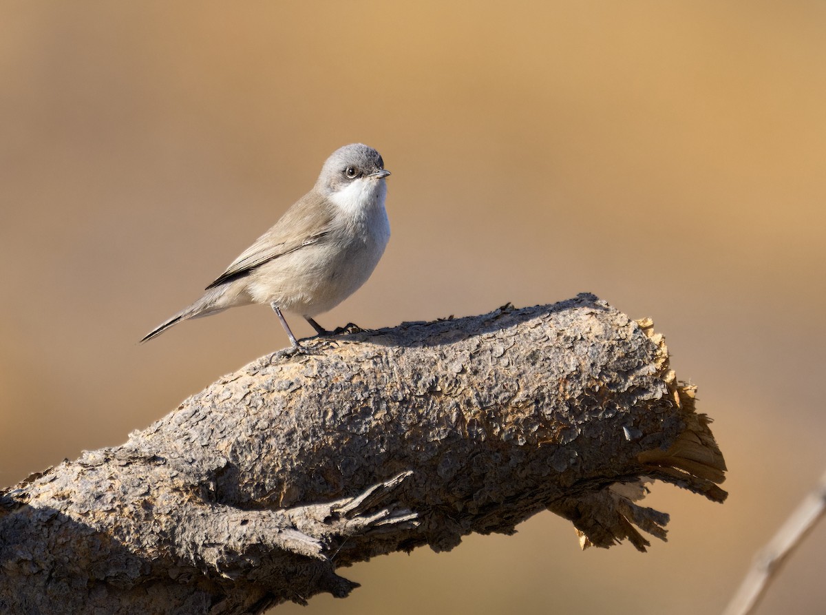 Lesser Whitethroat (Desert) - ML613409089