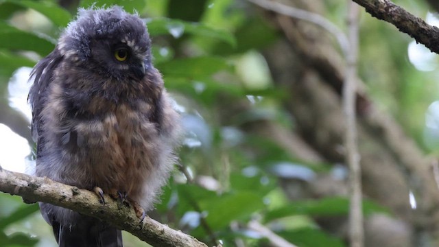 Morepork - ML613409116