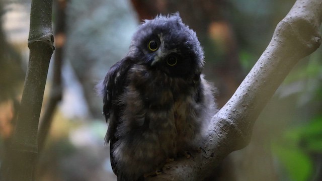 Morepork - ML613409118