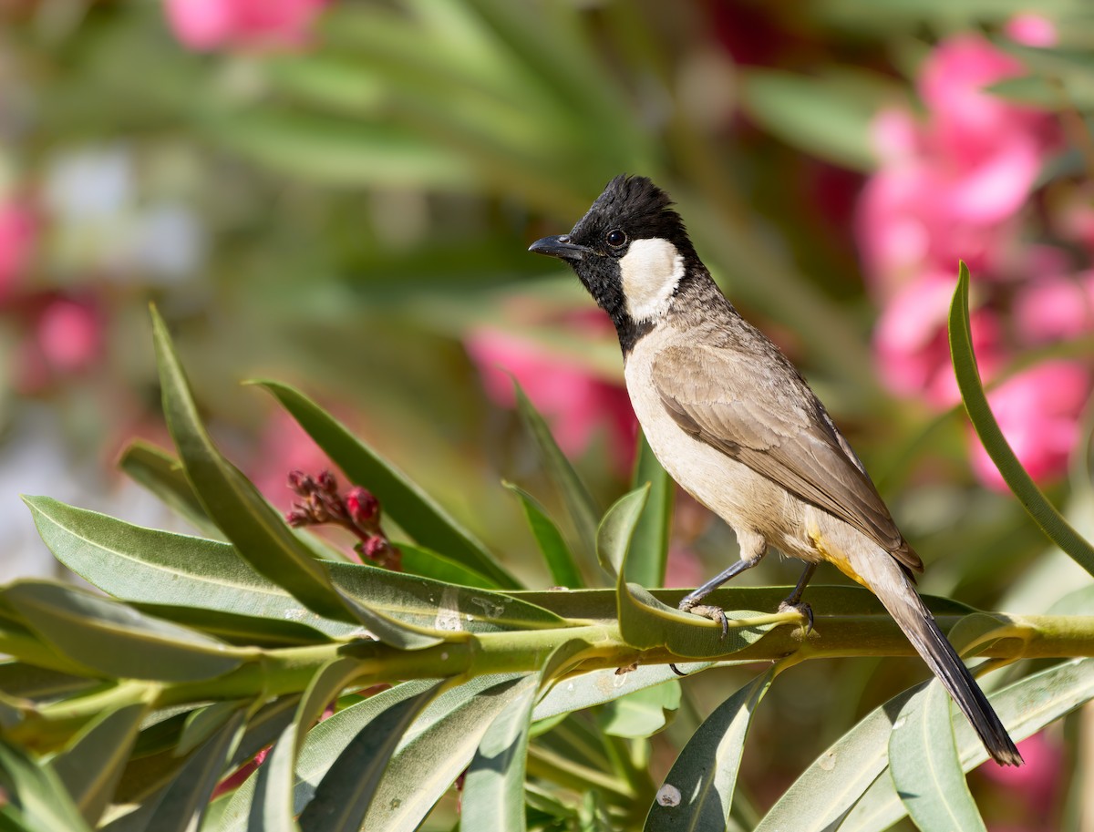 Bulbul à oreillons blancs - ML613409130