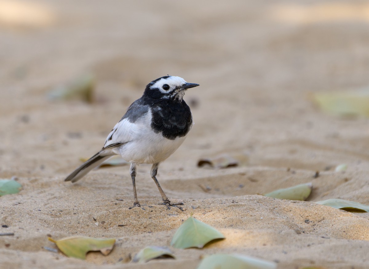 White Wagtail (Masked) - ML613409132