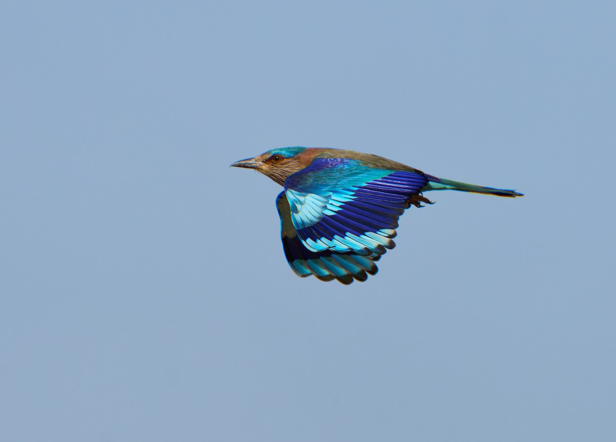 Indian Roller - Andrew Wilson