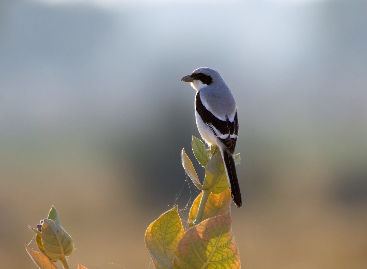 Great Gray Shrike (Indian) - ML613409135