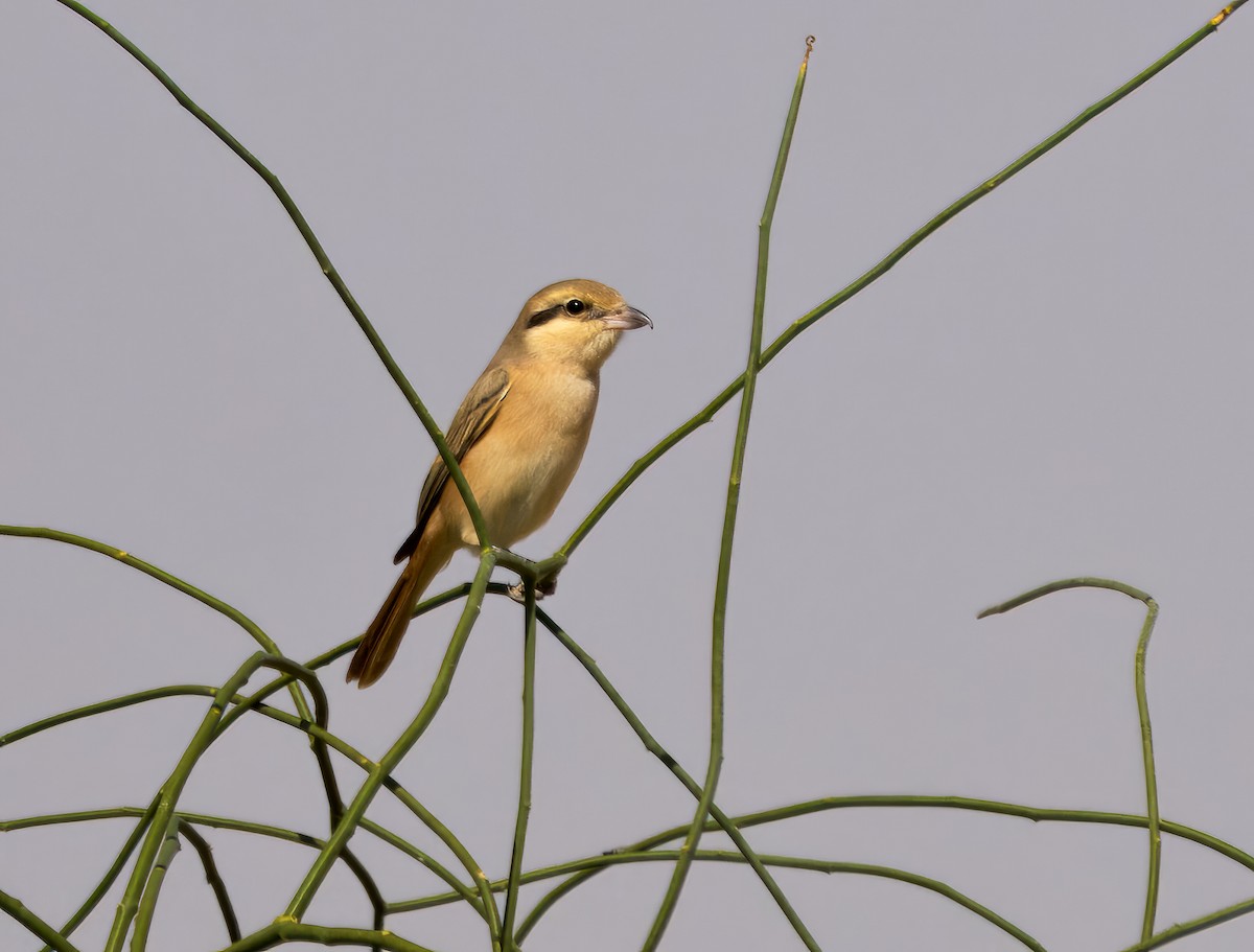 Isabelline Shrike - ML613409139