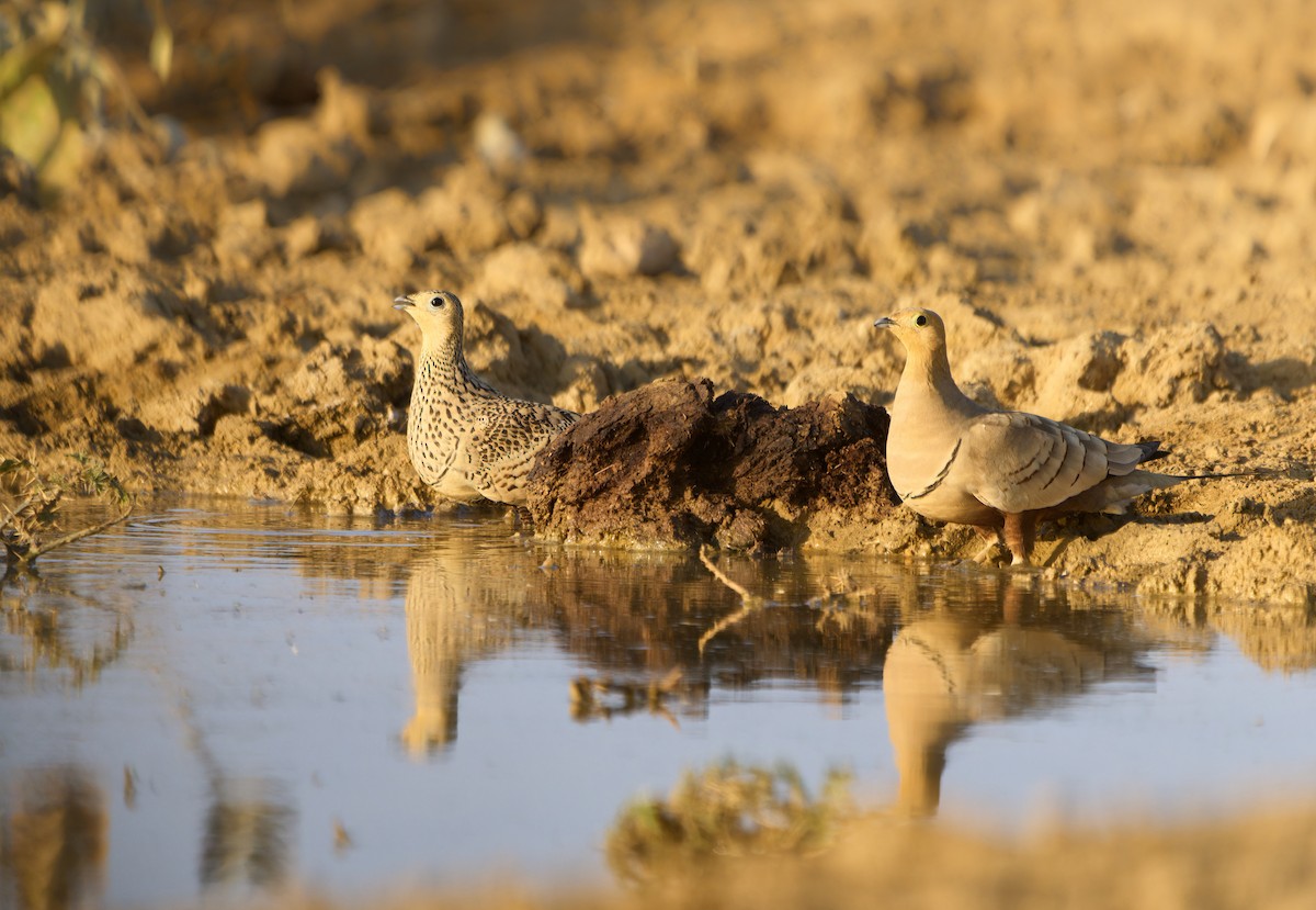 Chestnut-bellied Sandgrouse - Andrew Wilson