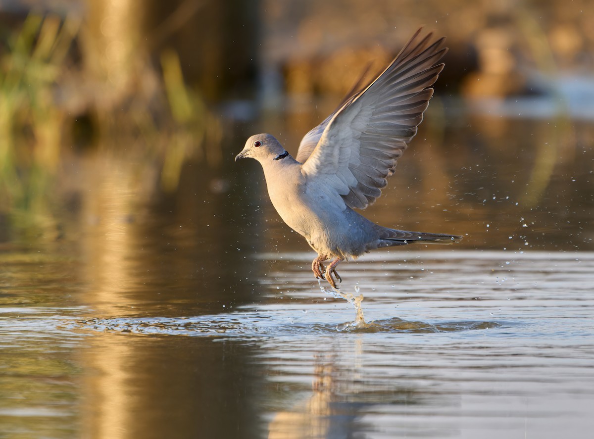 Eurasian Collared-Dove - Andrew Wilson