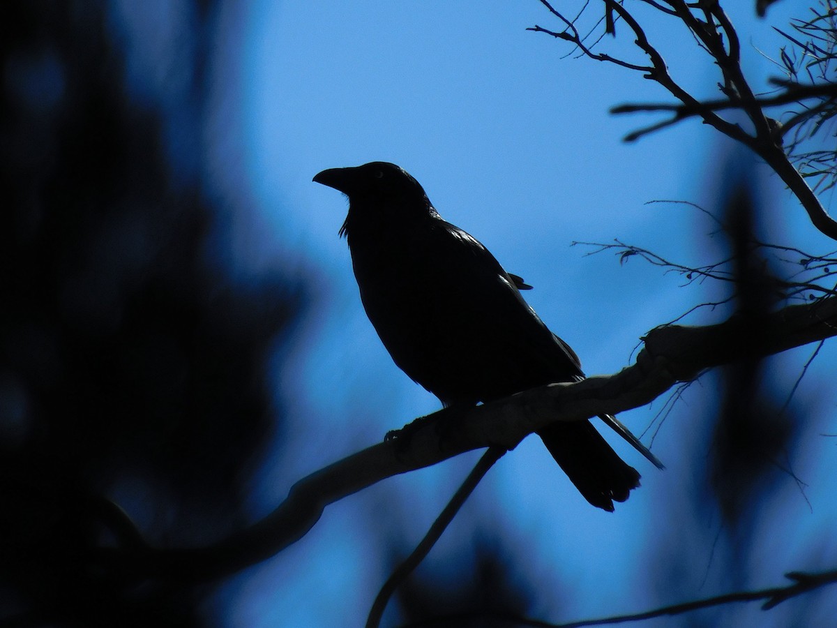 Corbeau de Tasmanie - ML613409175