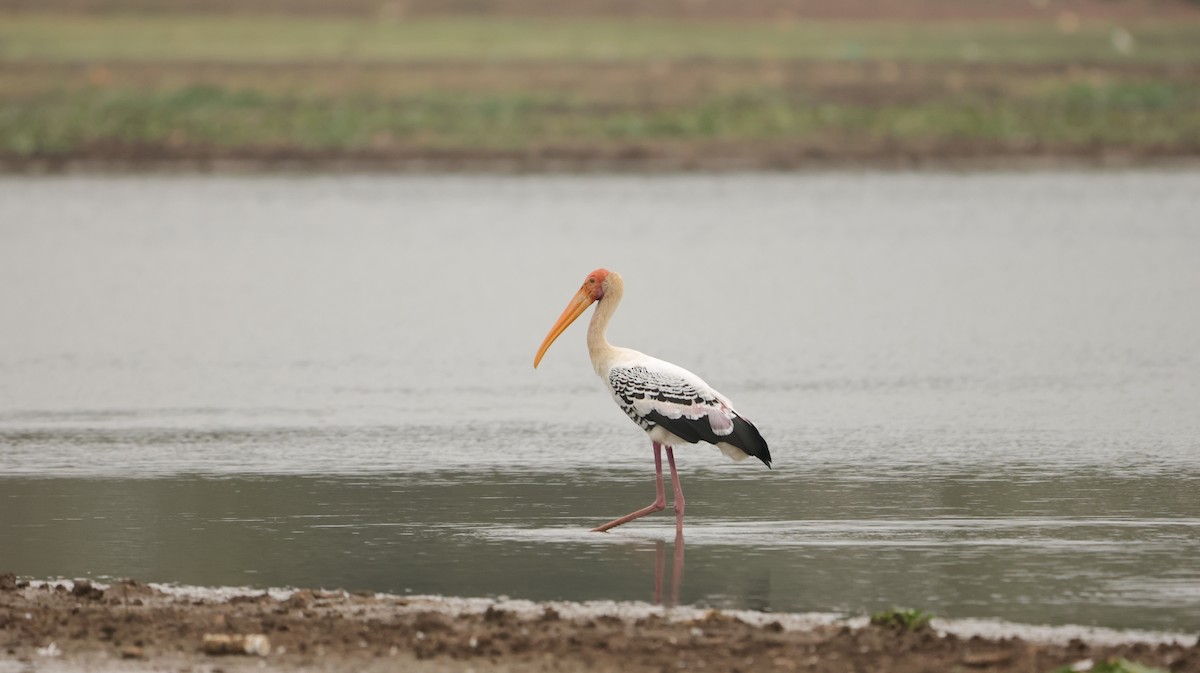 Painted Stork - ML613409208