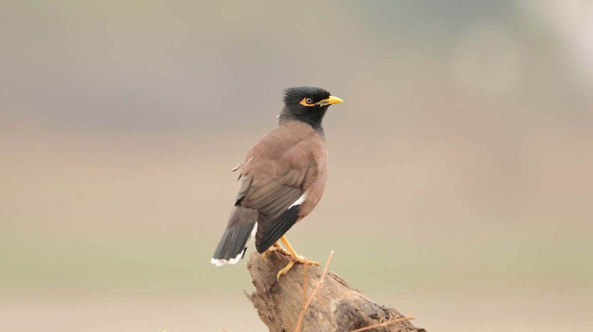 Jungle Myna - ML613409236