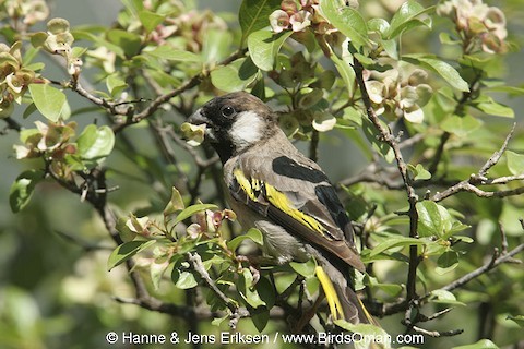 Socotra Grosbeak - ML613409322