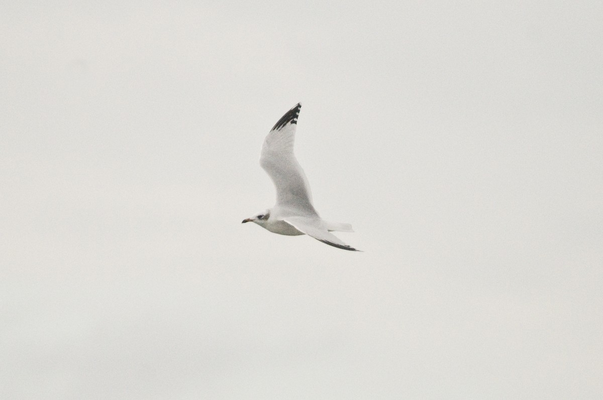 Mediterranean Gull - ML613409362