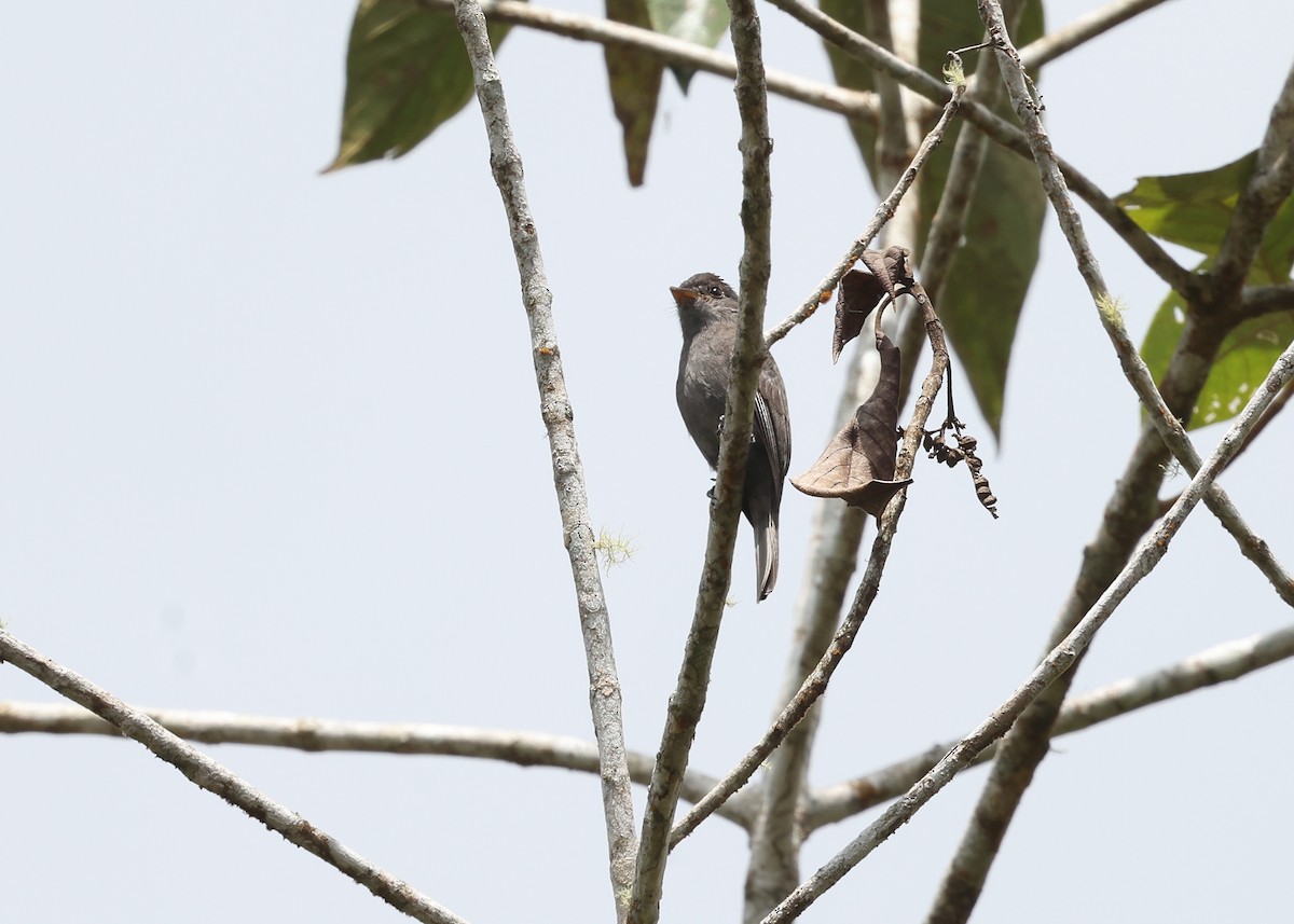 Blackish Pewee - ML613409375