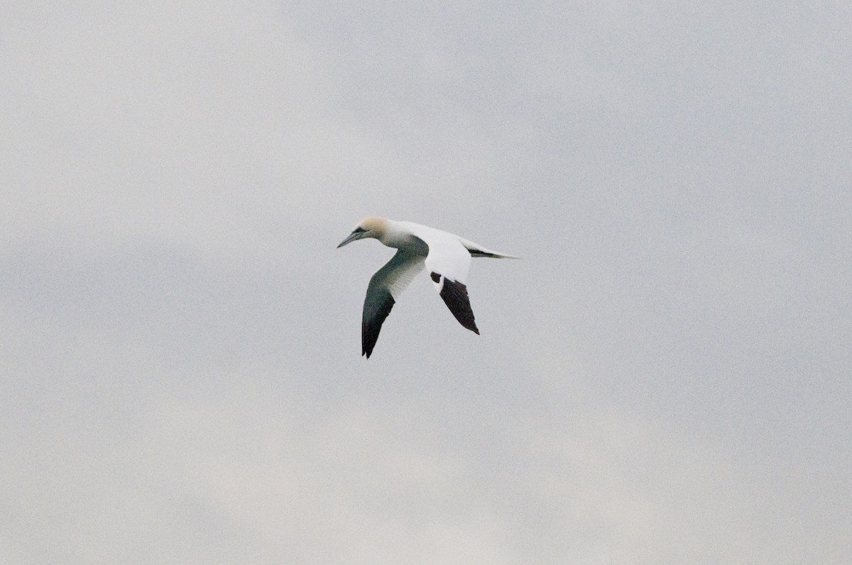 Northern Gannet - ML613409380