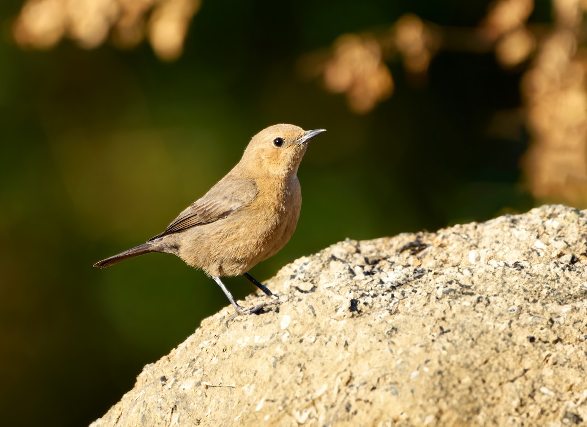 Brown Rock Chat - ML613409451