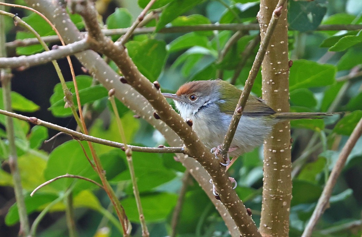 Rotstirn-Schneidervogel - ML613409465