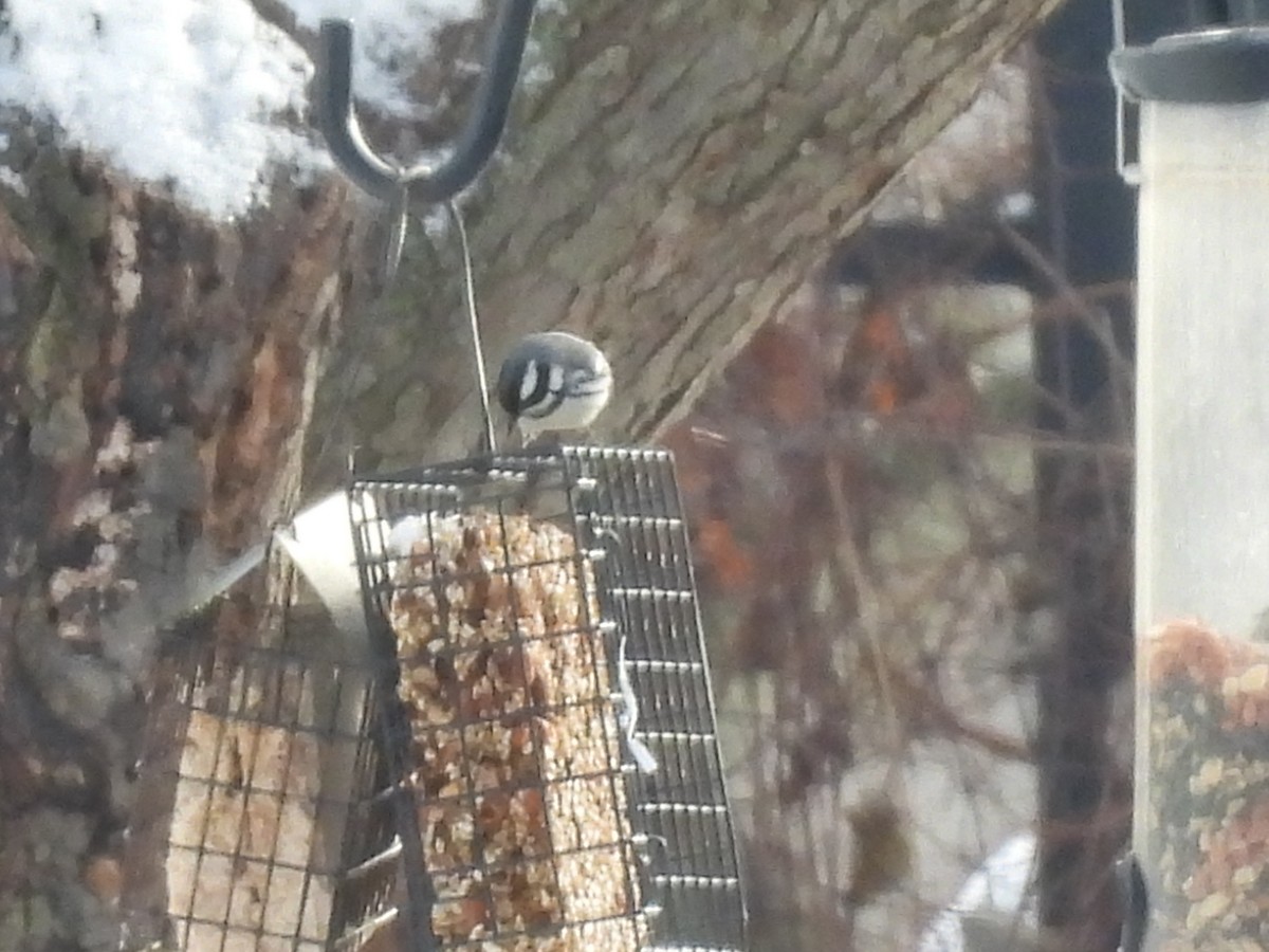 Black-throated Gray Warbler - ML613409471