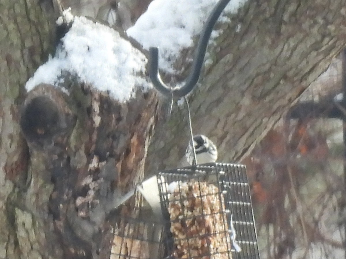 Black-throated Gray Warbler - ML613409472
