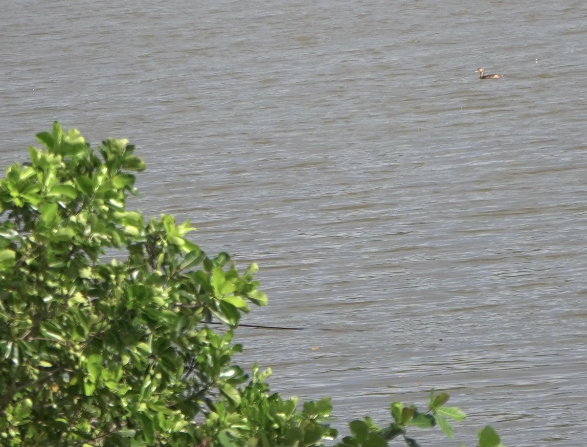 Little Grebe - ML613409473