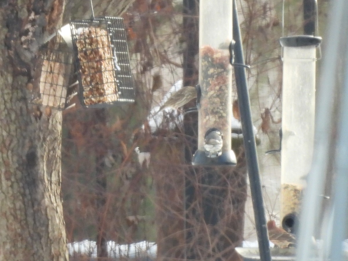 Black-throated Gray Warbler - ML613409478