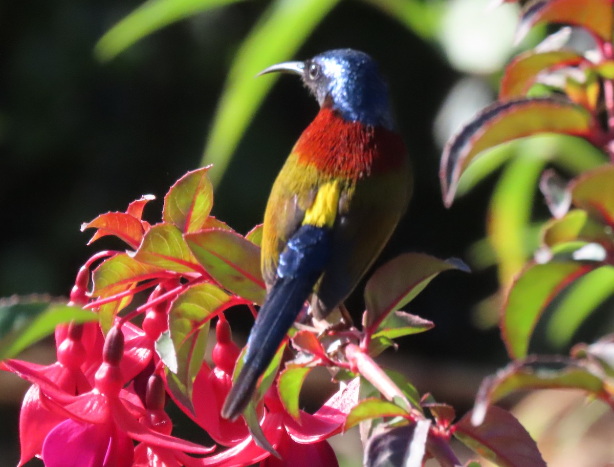 Green-tailed Sunbird (Doi Inthanon) - ML613409484