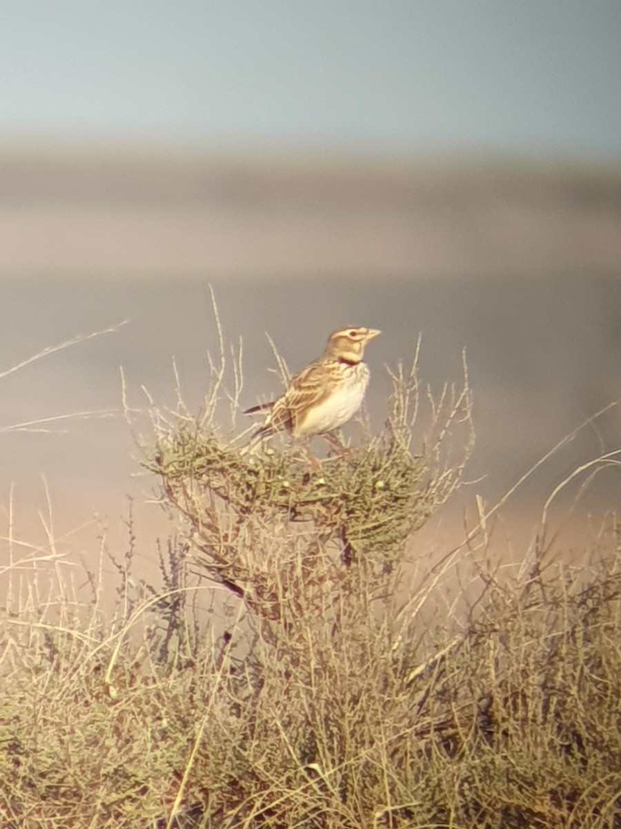 Calandra Lark - ML613409535