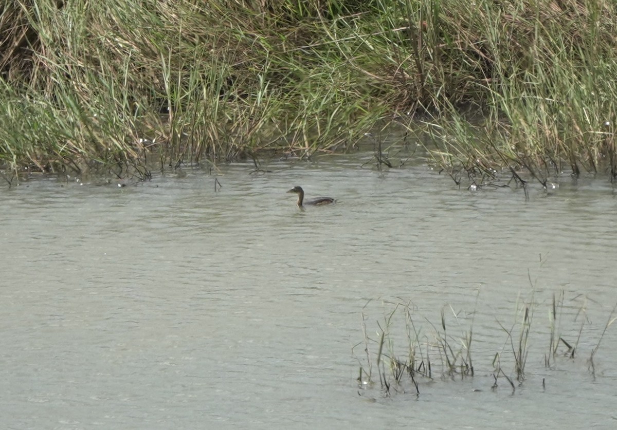 Little Grebe - ML613409580