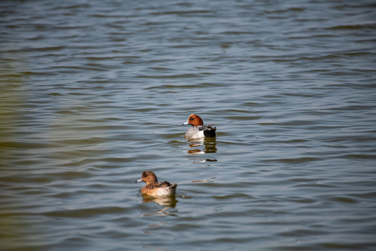 Eurasian Wigeon - ML613409619