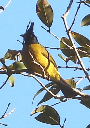 Black-crested Bulbul - ML613409621