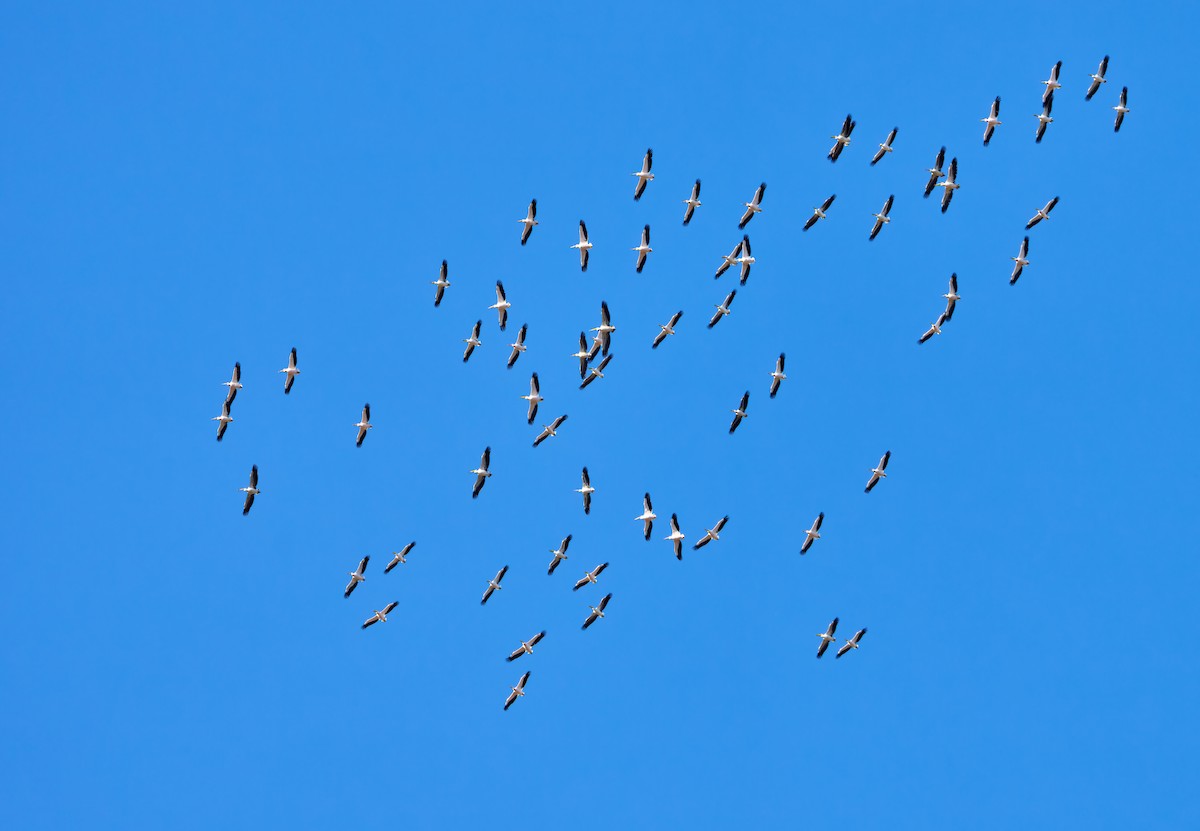 Great White Pelican - ML613409627