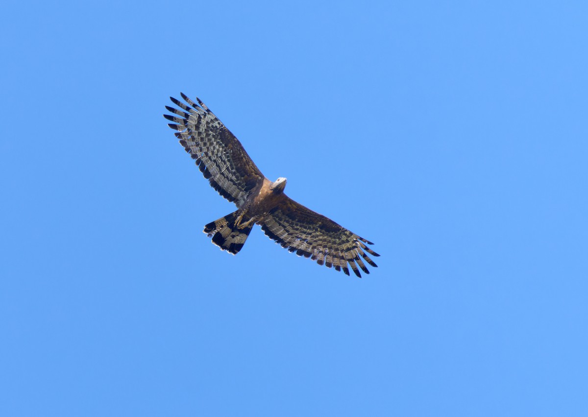 Oriental Honey-buzzard - ML613409668