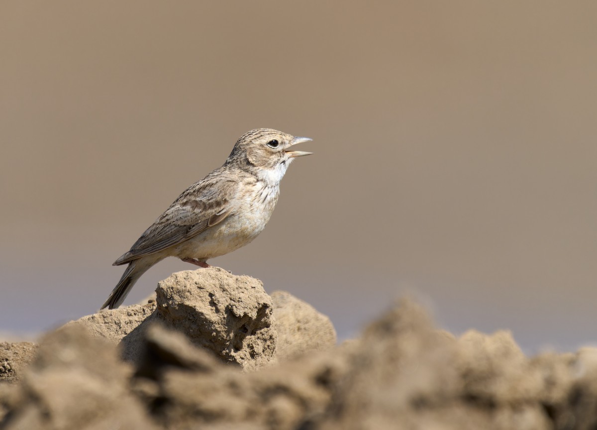 Sand Lark - Andrew Wilson