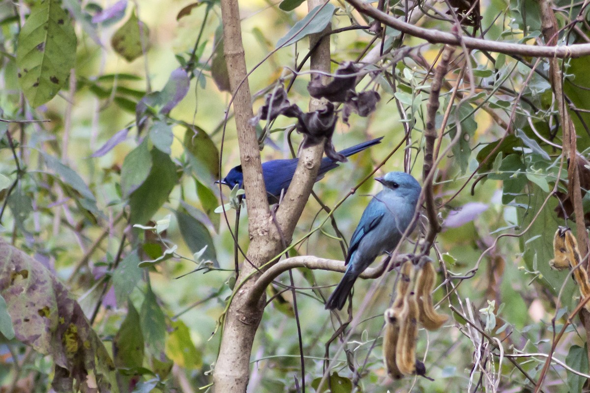 Verditer Flycatcher - ML613409709