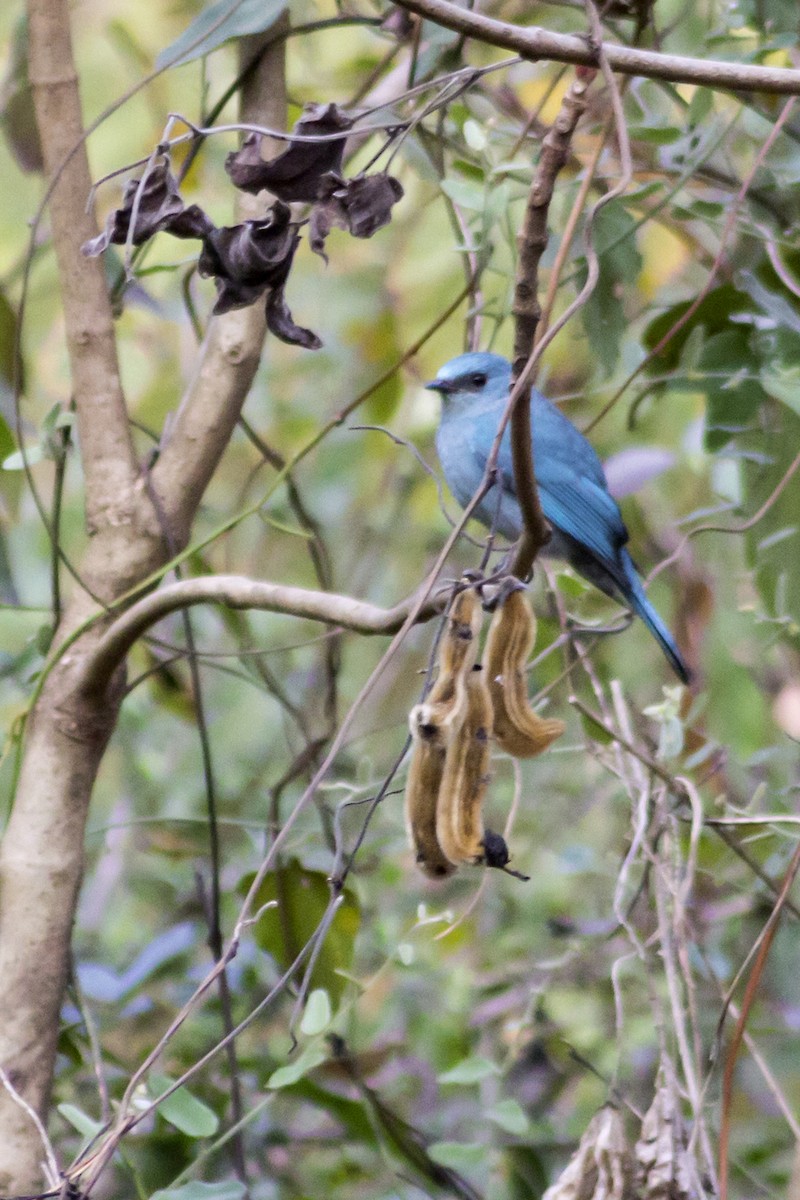 Verditer Flycatcher - ML613409710