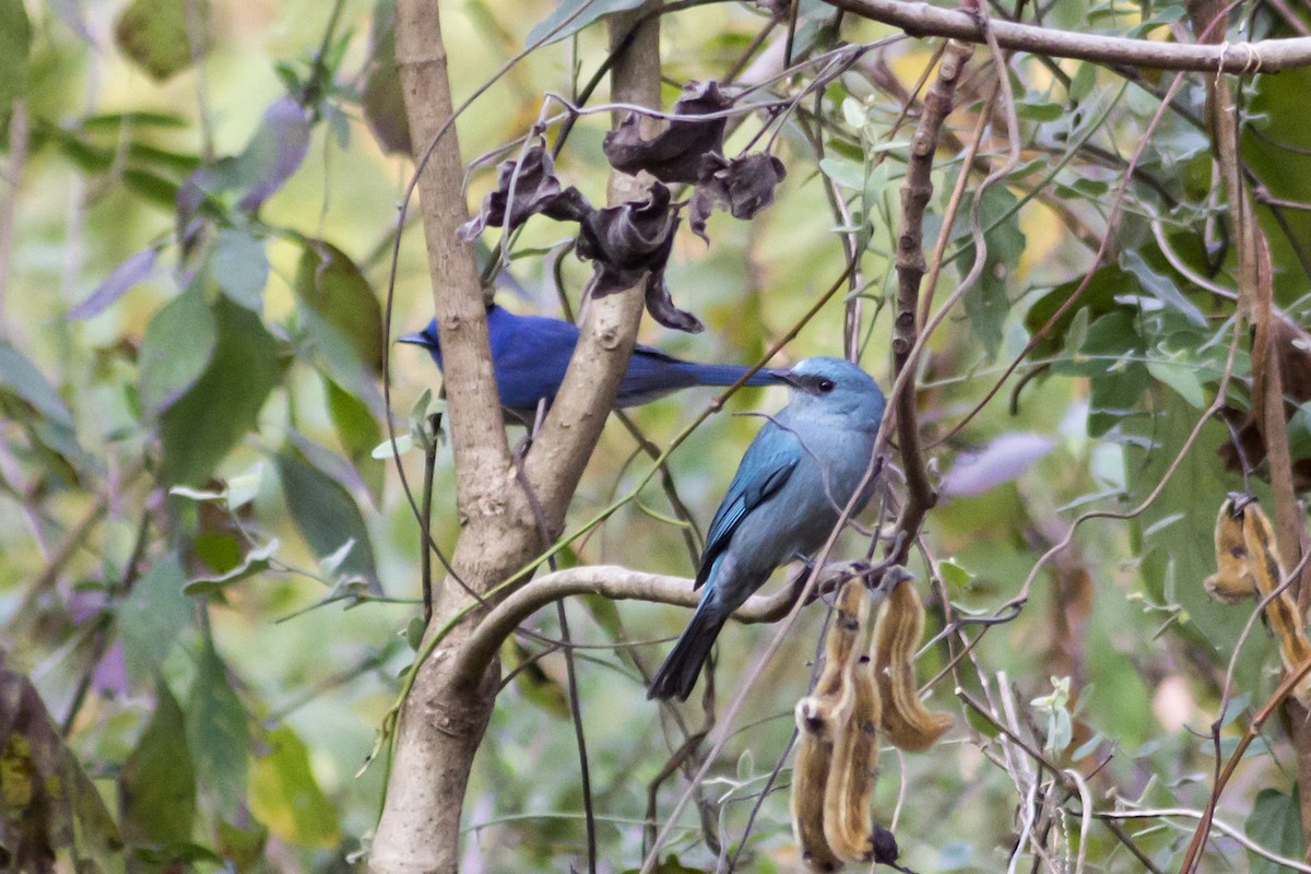 Verditer Flycatcher - ML613409711