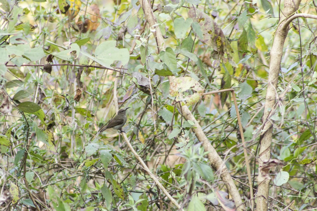 Vigors's Sunbird - Ramesh Shenai