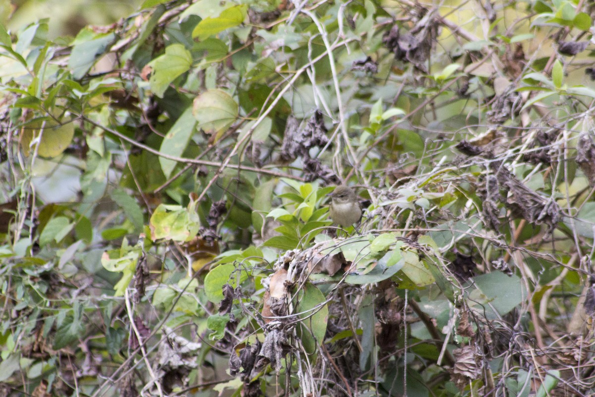 Blyth's Reed Warbler - ML613409723